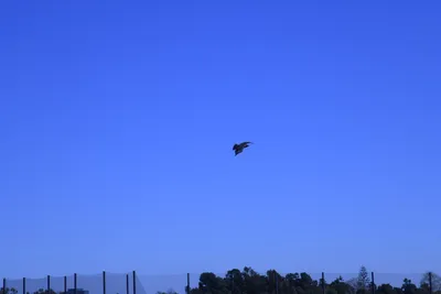 DSC_0782 (Large).JPG